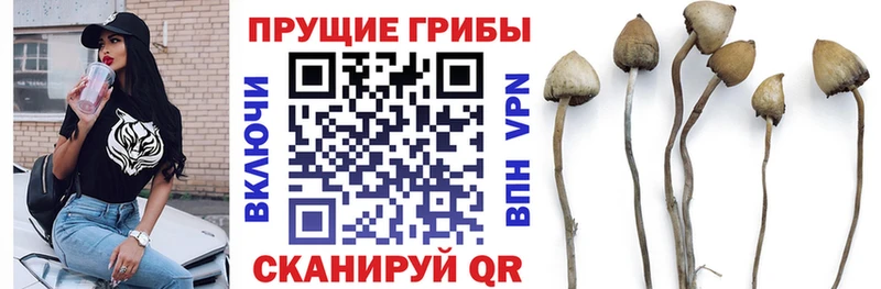blacksprut онион дарк нет состав Галлюциногенные грибы Magic Shrooms Алексеевка